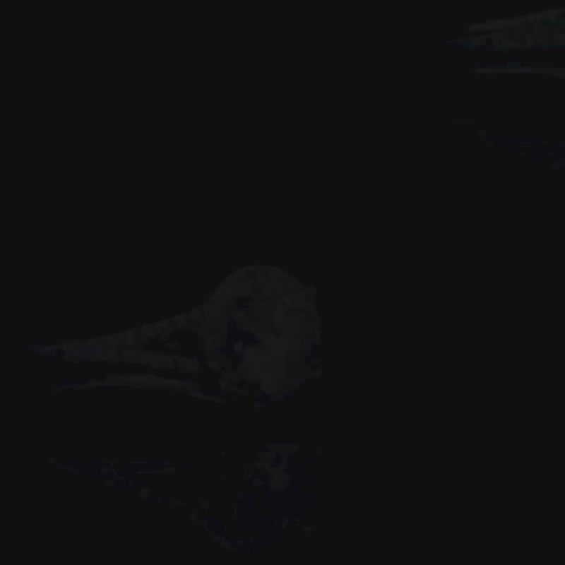 Shop The Belladonna – Moissanite Pave Solitaire Ring 1.5CT today at Chantal Vaulet. Discover stunning jewelry collections, crafted for style and brilliance.